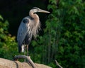 Great Blue heron on a Log Royalty Free Stock Photo