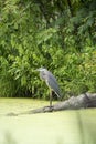 Great blue heron on log Royalty Free Stock Photo