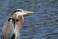 Great Blue Heron Looking for Fish Royalty Free Stock Photo