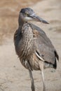 Great Blue Heron Looking for Food Royalty Free Stock Photo