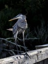 Great Blue Heron Looking Over HIs Shoulder Royalty Free Stock Photo