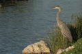 Great Blue Heron looks for last catch of the day