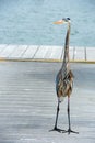 Great blue heron on marina dock Royalty Free Stock Photo