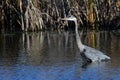 Great Blue Heron in Marsh Royalty Free Stock Photo