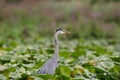 Great Blue Heron in a marsh wetlands