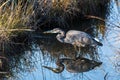 A great blue heron with mirror like reflection in the water Royalty Free Stock Photo