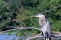 Great blue heron in the morning light Royalty Free Stock Photo