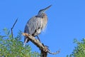 Great blue heron in the morning light Royalty Free Stock Photo