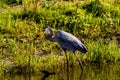 Great Blue Heron Myakka River State Park Royalty Free Stock Photo