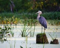 A Great Blue Heron on the Nashua River Royalty Free Stock Photo