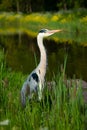 Great blue heron in natural habitat by the river, Netherlands, birds, wildlife