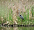 Great Blue Heron natural pond habitat