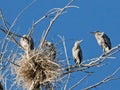 Great Blue Heron Nest Royalty Free Stock Photo