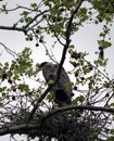 Great Blue Heron Nest Royalty Free Stock Photo