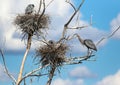 Great Blue Heron nest site with beautiful blue sky backdrop Royalty Free Stock Photo