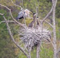 Great Blue Heron Nest with Young Royalty Free Stock Photo