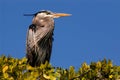 Great blue heron nesting in green mangroves in Estero Bay, Florida. Royalty Free Stock Photo