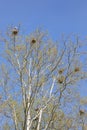Nesting heron in treetops Royalty Free Stock Photo
