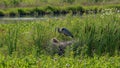 Great blue heron nesting in lush wetlands with eggs underwatch Royalty Free Stock Photo