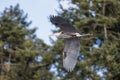 Great blue heron Royalty Free Stock Photo
