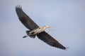 Great blue heron Royalty Free Stock Photo