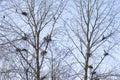 Group of nests of great blue herons Royalty Free Stock Photo