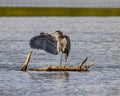 Great Blue Heron notices prey in the water Royalty Free Stock Photo