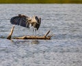 Great Blue Heron notices prey in the water Royalty Free Stock Photo