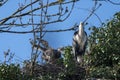 Great blue heron with offspring on nest Royalty Free Stock Photo