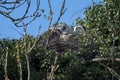 Great blue heron with offspring on nest Royalty Free Stock Photo