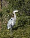 Great blue heron opens its beak Royalty Free Stock Photo