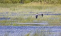 Great Blue Heron Over Marsh Royalty Free Stock Photo