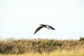 Great Blue Heron over marsh Royalty Free Stock Photo