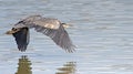 Great Blue Heron over water Royalty Free Stock Photo