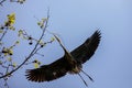 Great blue heron overhead Royalty Free Stock Photo