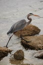 Great Blue Heron on the oyster beds