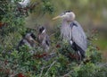 Great Blue Heron with a pair of chicks at its nest - Venice, Flo Royalty Free Stock Photo