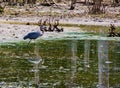 Great Blue Heron at Pandapas Pond