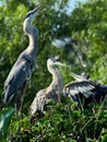 Great Blue Heron parent and two young Royalty Free Stock Photo