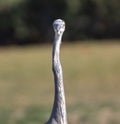 A Great Blue Heron posing in a San Francisco Bay Area park Royalty Free Stock Photo