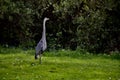 A Great Blue Heron in a park, 2.