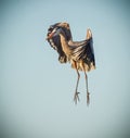 Great blue heron pauses in mid air