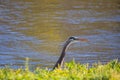 Great blue heron peaking up from the banks at the river Royalty Free Stock Photo
