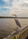 Marine birds on the Alabama Gulf Coast Royalty Free Stock Photo