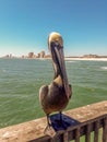 Marine birds on the Alabama Gulf Coast Royalty Free Stock Photo