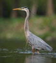 Great Blue Heron Royalty Free Stock Photo