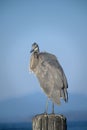 Great Blue Heron perched atop an old wooden post on the West Coast of Canada Royalty Free Stock Photo