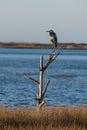 Great Blue Heron perched on a dead tree Royalty Free Stock Photo