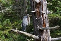 Great Blue Heron Perched in a dead tree.