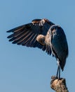 Great blue heron perched on dead tree pruning self in sun